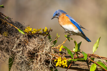 Eastern Bluebird