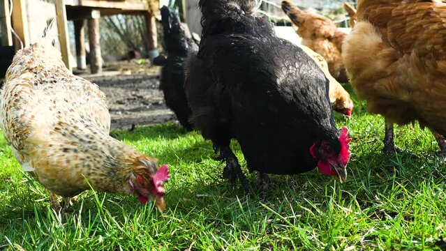 chickens roost eat green grass 4K slomotion