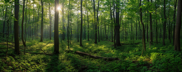 Fototapeta na wymiar Ethereal Dawn Light Streaming Through a Lush Forest Canopy