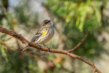 Yellow-rumped warbler Perched On Tree Branch