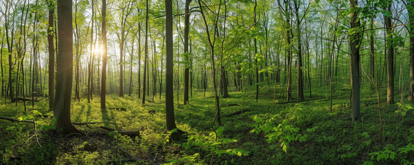 Obraz premium Ethereal Dawn Light Streaming Through a Lush Forest Canopy