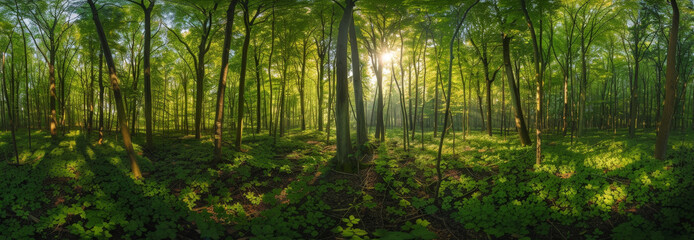 Ethereal Dawn Light Streaming Through a Lush Forest Canopy