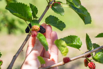 A woman picks a ripe black mulberry. Harvesting berries in the garden