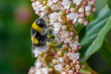 Una abeja polinizando una flor