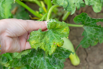 A gardener examines a diseased, withered leaf of a zucchini plant in a vegetable garden. Diseases...