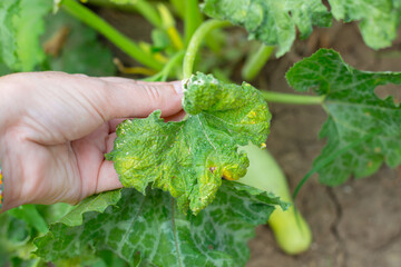 A gardener examines a diseased, withered leaf of a zucchini plant in a vegetable garden. Diseases of vegetable plants and prevention