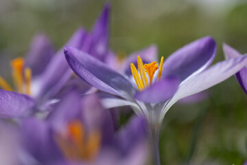 Close-up of flowering purple crocus with yellow pollen. The sun is shining on the flowers. Other...