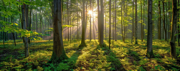 Majestic Sunrise Peeking Through the Vibrant Green Foliage of a Quiet Forest