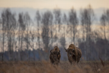 The European bison (Bison bonasus) or the European wood bison at dusk