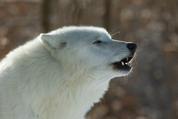 male Arctic wolf (Canis lupus arctos) is ready to growl