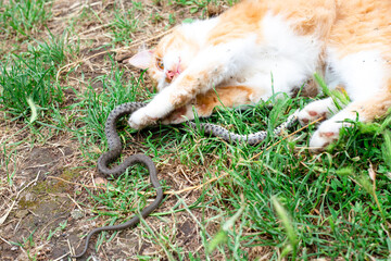 A red domestic cat has caught a snake and is playing with it on the lawn. Hunters of rodents and reptiles