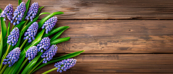 Blue Muscari spring flowers bouquet on wooden table. Top view, copy space. - obrazy, fototapety, plakaty