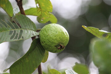 planta fruta goiaba - Psidium guajava                                                                                                                                                                   