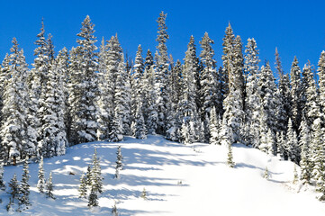 Fototapeta na wymiar Snow Covered Pine Trees in the Mountains of Colorado