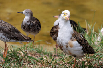 Kampfläufer (Calidris pugnax,Syn. Philomachus pugnax)