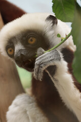 Coquerel-Sifaka (Propithecus coquereli)