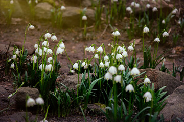 White blooming snowdrops. First spring forest flowers