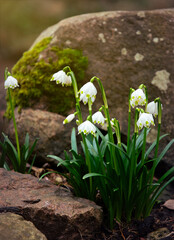 White blooming snowdrops. First spring forest flowers