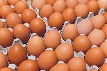 brown eggs Paper trays containers paper. many
