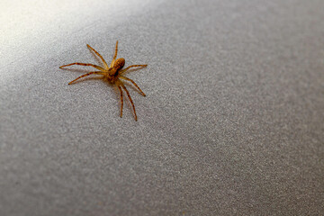 the spider is resting after a day