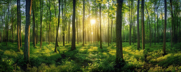 A Tranquil Morning as Golden Sun Rays Illuminate the Verdant Depths of a Forest Sanctuary - obrazy, fototapety, plakaty