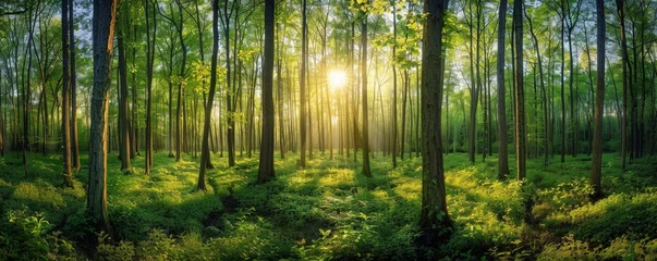 Fotobehang A Tranquil Morning as Golden Sun Rays Illuminate the Verdant Depths of a Forest Sanctuary © Farnaces