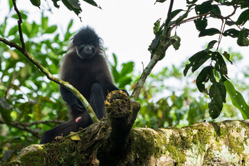 The Greyish-black mangabey monkey