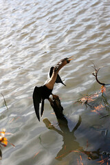 Anhinga Darter Bird Drying its Wings in Florida Lake