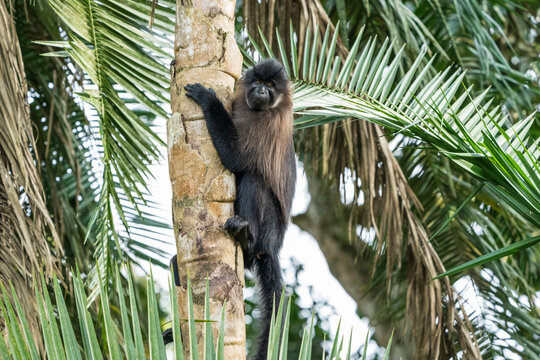 The Greyish-black mangabey monkey