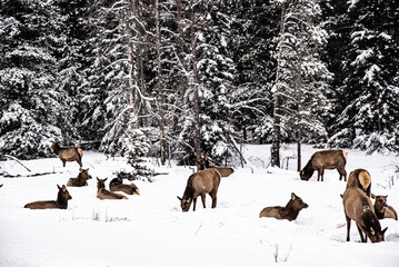 Jasper National Park, Canada - Dec. 25 2021: Deers and goats wandering in winter Jasper National Park