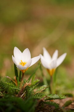 The shine and colors of spring, white crocus flowers the snow crocus or golden crocus Crocus versicolor