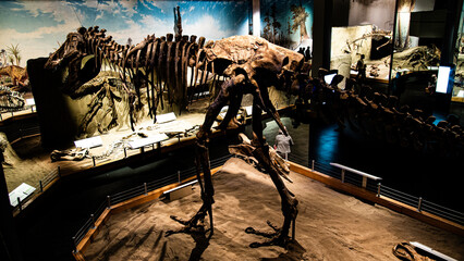 Royal Tyrrell Museum, Canada - Dec. 21 2021: The gigantesque dinosaures fossiles in Royal Tyrrell...