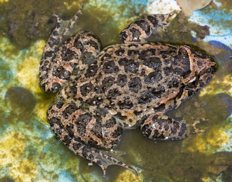 Discoglossus sardus, discoglosso sardo, rospo