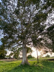 Giant tree with a beautiful sun in the background