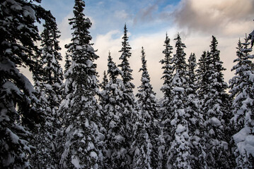 Yoho National Park, Canada - Dec. 23 2021: Frozen Emerald Lake hiding in winter forest surounded by rockies mountains in Yoho National Park