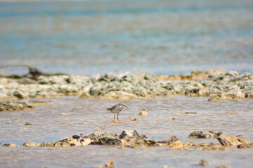 Fototapeta premium The curlew sandpiper (Calidris ferruginea) on the beach. 