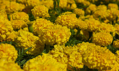 Yellow Marigolds flower (Tagetes erecta, Mexican marigold, Aztec marigold, African marigold) background. Yellow Marigold flowers close-up colorful background.