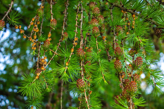 Larch tree fresh pink cones blossom at spring nature background. Branches with young needles European larch Larix decidua with flowers.