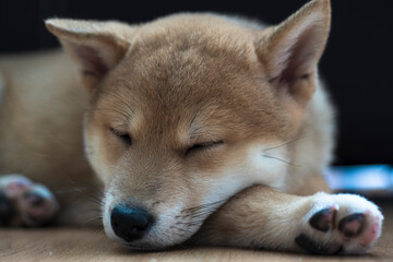 cachorro de raza shiba inu contento