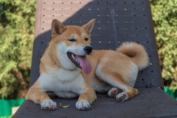 cachorro de raza shiba inu contento