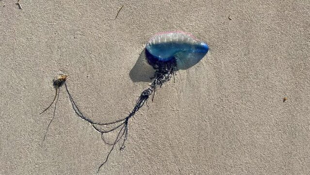 Medusa is a Portuguese boat on the beach of Cuba. A dangerous and poisonous jellyfish washed ashore in the Atlantic Ocean by a storm. A balloon with a pink and blue jellyfish on the sand.