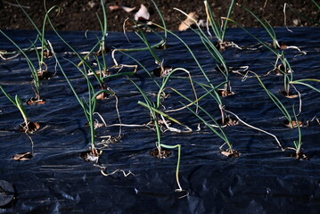 Onion cultivation. Onions are sown in autumn, planted in late autumn, and harvested in early summer of the following year.