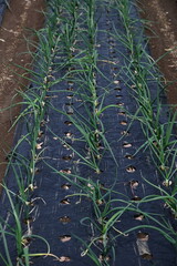 Onion cultivation. Onions are sown in autumn, planted in late autumn, and harvested in early summer of the following year.