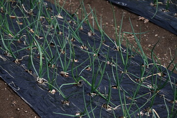 Onion cultivation. Onions are sown in autumn, planted in late autumn, and harvested in early summer of the following year.