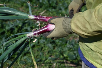 Onion cultivation. Onions are sown in autumn, planted in late autumn, and harvested in early summer of the following year.