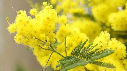 Close-up of a Mimosa flower, showcasing its intricate details and delicate petals.