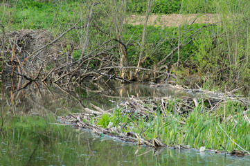 Beaver dam