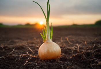 Onion Plant Emerging From Soil. An onion plant is seen sprouting out of the ground, showcasing the natural growth process of a vegetable in a garden or farm setting.