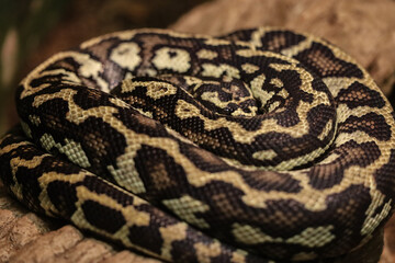 close up of a python