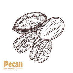 Vector pecan illustration. Shelled and cracked pecan nuts. Nut kernels and shells